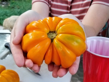 Tomato 'Orange Accordion' AKA 'Golden Accordion'