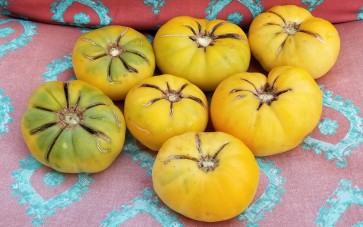 Tomato 'Hawaiian Pineapple' 