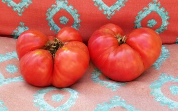 Tomato 'Aunt Lou's Underground Railroad' Seeds (Certified Organic)