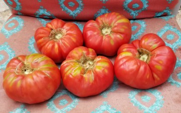 Tomato 'Brandywine'