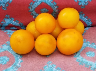 Tomato 'Orange Sunrise' 