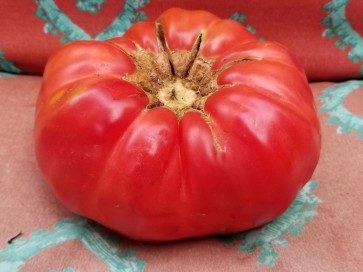 Tomato 'Rufus Carrigan's Mexican Pink'