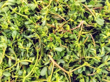 Purslane Seeds (Certified Organic)