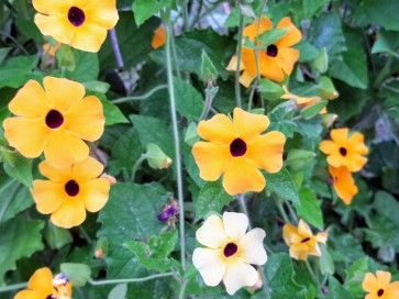 Black-Eyed Susan Vine Mix Seeds (Certified Organic)