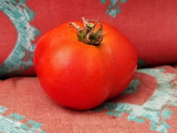 Tomato 'Homestead'