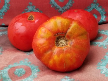 Tomato 'Giant Belgium'