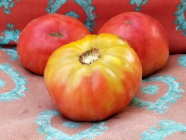 Tomato 'Soldacki'