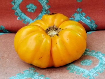 Tomato 'Dr. Wyche's Yellow'