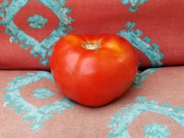 Tomato 'Ace 55'