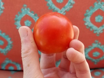 Tomato 'High Carotene'