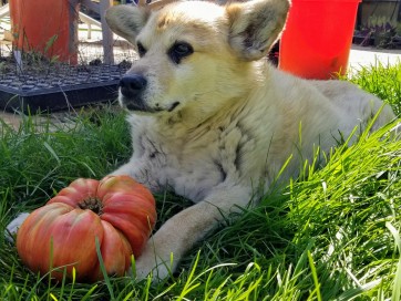 Tomato 'Pink Jazz'