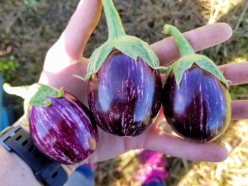 Eggplant ‘Mumbai’