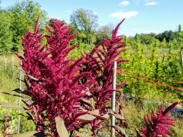 Amaranth 'Red Garnet' Seeds (Certified Organic)