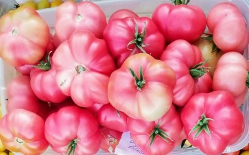 Tomato 'Yucatan Surprise' Mexico Mexican