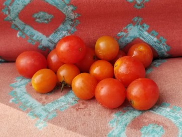 Tomato 'Flavor Bomb' Seeds