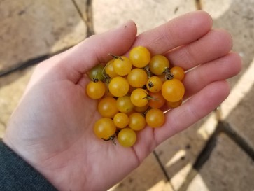 Tomato 'Gold Rush Currant'