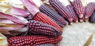 Flint Corn 'Japonica Striped' Seeds (Certified Organic)