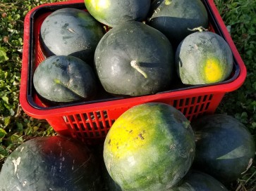 Watermelon 'Blacktail Mountain' Seeds (Certified Organic)