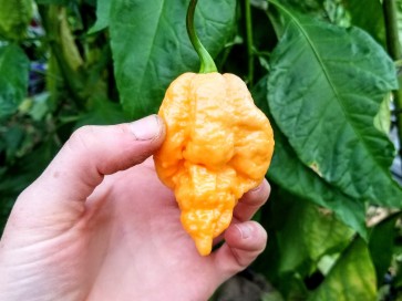 Hot Pepper 'Jay's Peach Ghost Scorpion' Seeds (Certified Organic)