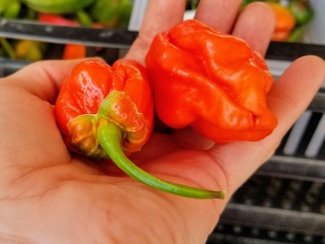 Hot Pepper 'Tiger Teeth x 7 Pot Bubblegum (BBG7)' Seeds (Certified Organic)