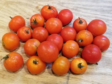 Tomato 'Small Red Cherry'
