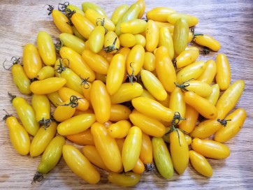 Tomato 'San Marzano' Plant