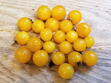 Tomato 'Sweet Gold F2' 