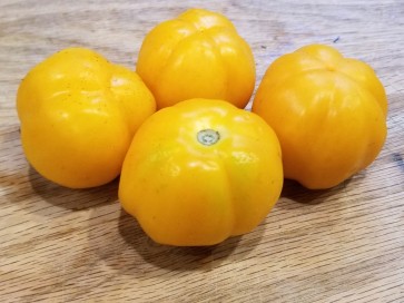 Tomato 'Orange Accordion Mini Pumpkins' 