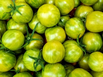 Tomato 'Green Zebra Cherry' Seeds (Certified Organic)
