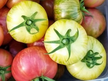 Tomato 'White Dragon's Eye'