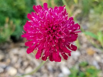 Cherry Red Scabiosa Seeds (Certified Organic) Knautia macedonica 