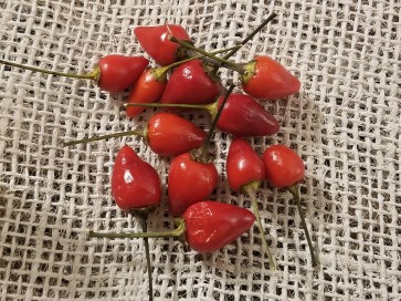 Hot Pepper ‘Bolivian Rainbow' Seeds (Certified Organic)