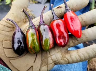 Hot Pepper 'Scarlett's Chili Variegated' Seeds (Certified Organic)
