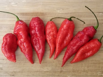 Hot Pepper ‘Carolina Reaper x Bhut Jolokia (Ghost)' Seeds (Certified Organic)