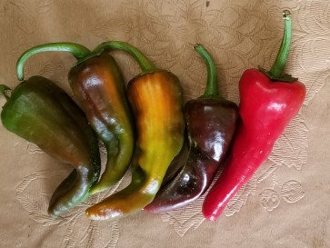 Hot Pepper ‘Cochiti Pueblo' Seeds (Certified Organic)