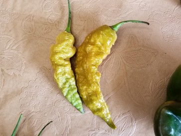 Hot Pepper ‘Bhut Jolokia (Ghost) Solid Gold' Seeds (Certified Organic)