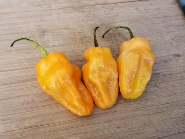 Hot Pepper ‘Lemon Reaper Cross’ (Aji Lemon x Carolina Reaper) Seeds (Certified Organic)
