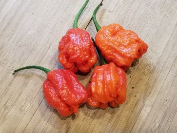 Hot Pepper ‘Dragon's Breath' Seeds (Certified Organic)