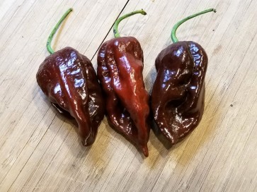 Super Hot Pepper 'Chocolate Bhutlah'