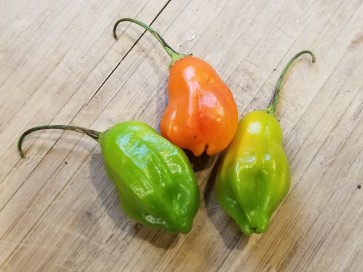 Hot Pepper ‘Aji Rainforest' Seeds (Certified Organic)