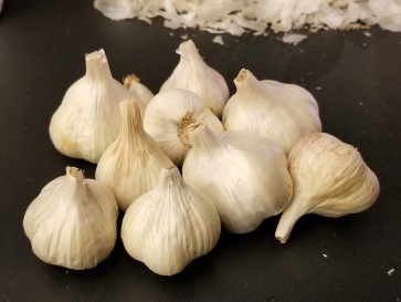 Certified Organic Oregon Blue Culinary Garlic Harvested on our Farm - 4 oz. Bag