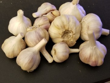Certified Organic Bavarian Purple Culinary Garlic Harvested on our Farm - 4 oz. Bag