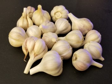 Certified Organic Lewis and Clark Culinary Garlic Harvested on our Farm - 4 oz. Bag