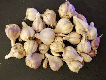 Certified Organic Bai Pi Suan Culinary Garlic Harvested on our Farm - 4 oz. Bag
