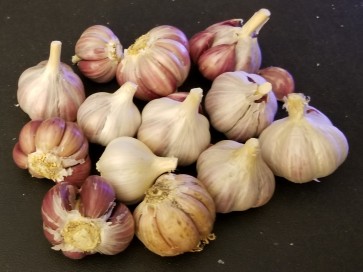 Certified Organic Legacy Culinary Garlic Harvested on our Farm - 4 oz. Bag (FARM PICK-UP)