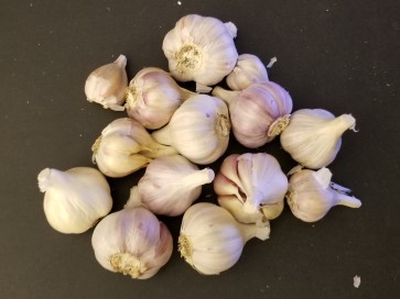 Certified Organic Kishlyk Culinary Garlic Harvested on our Farm - 4 oz. Bag (FARM PICK-UP)
