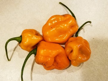 Hot Pepper ‘Roger's Giant Orange Habanero' Seeds (Certified Organic)