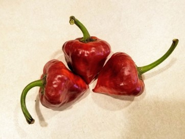 Hot Pepper ‘Purple UFO’ Seeds (Certified Organic)