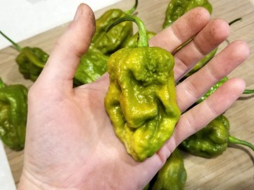 Hot Pepper ‘Big Mustard Mama' Seeds (Certified Organic)