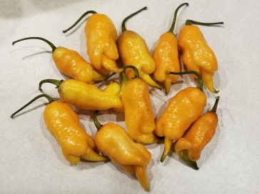 Hot Pepper 'Pimenta de Neyde x Carolina Reaper Orange' Seeds (Certified Organic)